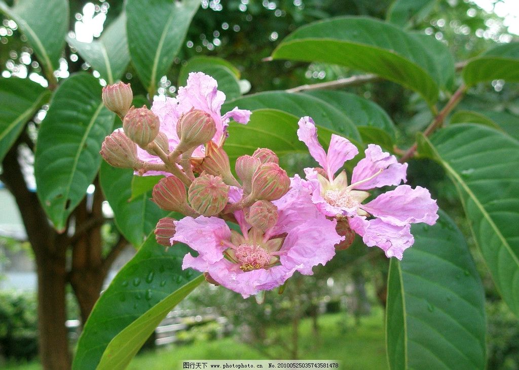 【荣耀中国】忆广川庙紫薇树 任 鲲（四川）（图5）