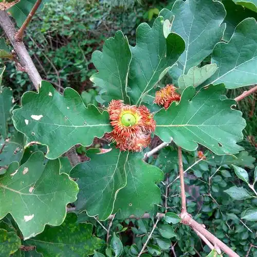 东方书剑的《五律・咏花草系列之槲叶》