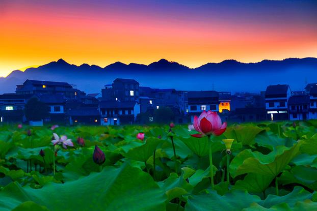 【荣耀中国】七绝 . 荷塘即景（新韵）丁启连（山东）（图5）