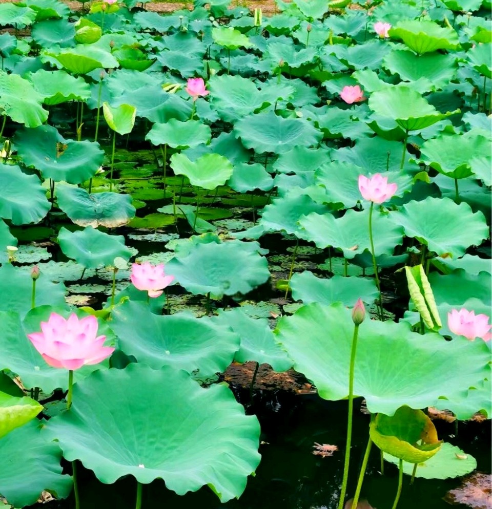夏日诗词曲四首/张昕（图3）