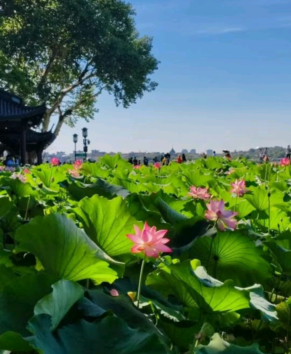 夏日诗词曲四首/张昕（图6）