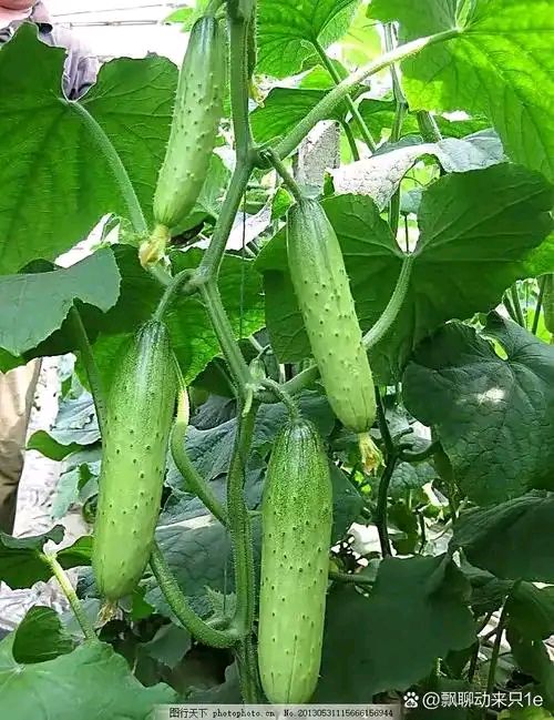 夏日风光（9）‖巴彦诗词楹联协会【920】（图3）