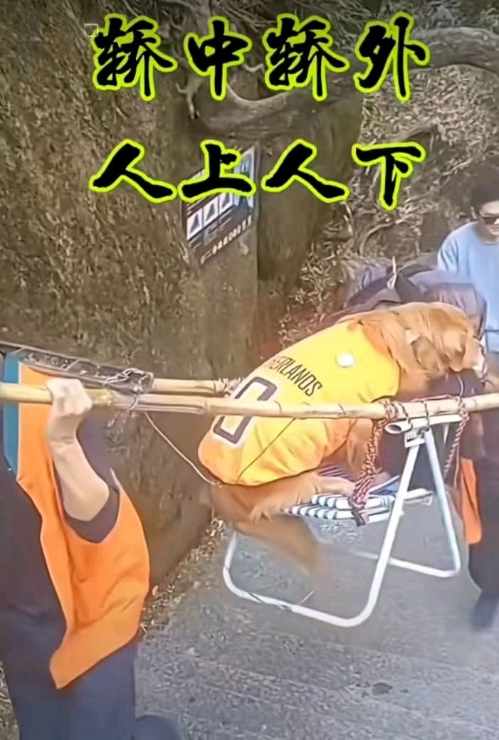 七律-斥犬乘轿～诗◑雅轩琴韵（图18）