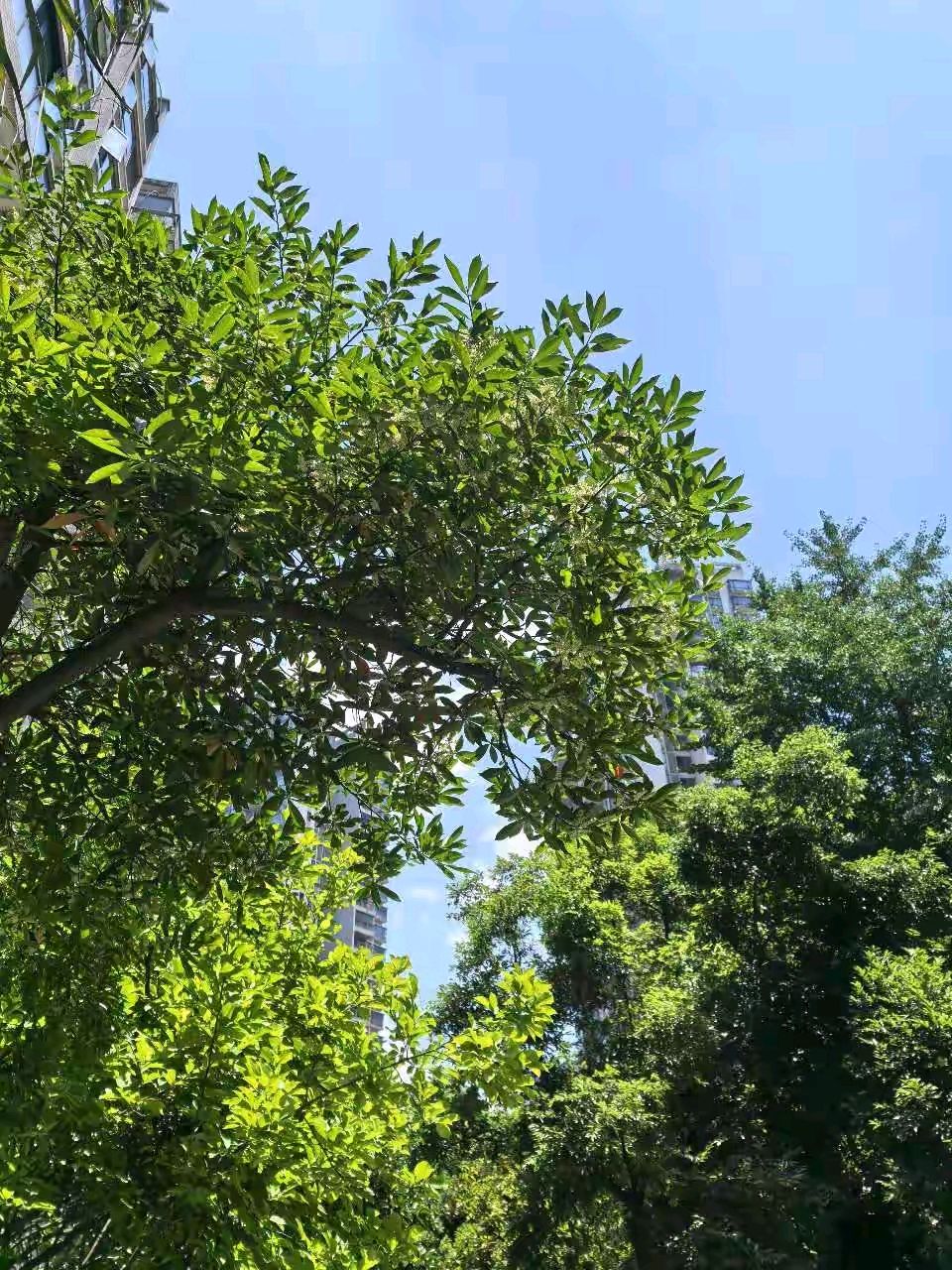 「散文」重庆盛夏，三晴两雨的舒意（图9）