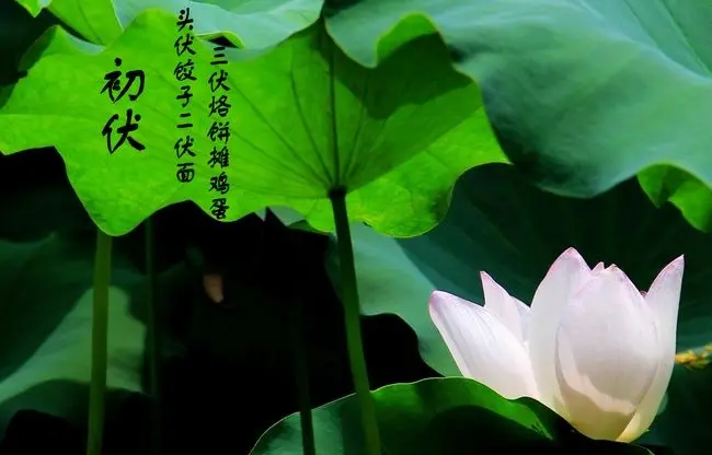 【荣耀中国】斗百花•大暑吟文/白金凤（北京）（图2）