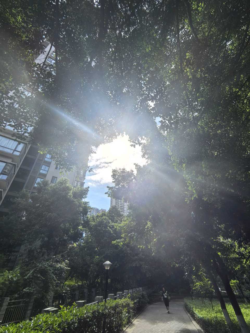 「散文」 盛夏蝉鸣,心灵之曲(图10)