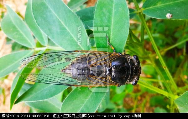 【荣耀中国】夏日暑热，唯有几大雅事，观荷、赏雨、品茗、读书、听蝉，撩人情怀！乘兴戏题几首西江月词。——作者 隋世昆（图7）