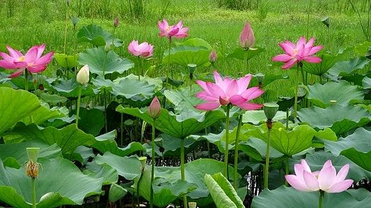 七绝～咏碧荷清池（通韵）文/卫水居士（图3）