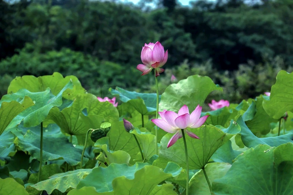 东方书剑的《七律・十里莲塘》