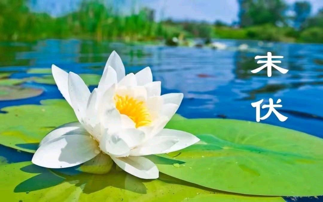 【明心文学】张自云/诗词三首 主播/薇薇（图4）
