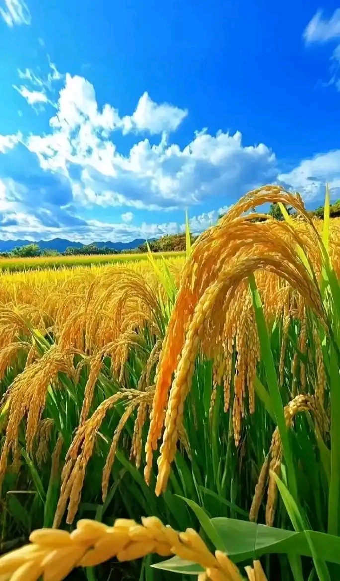 三伏吟～诗◑吴永良（图14）