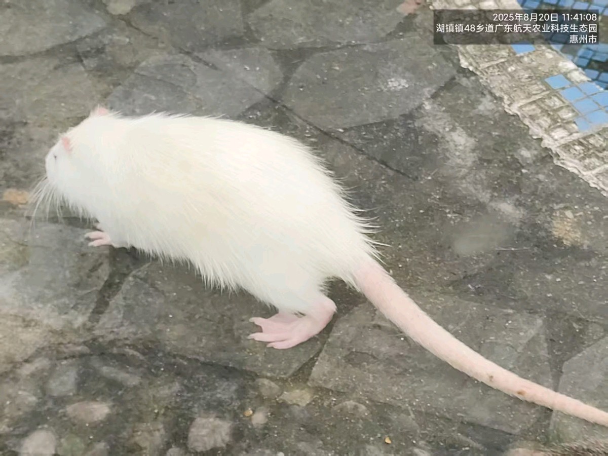 七绝诗二首~博罗/新丰游/詹成（图14）