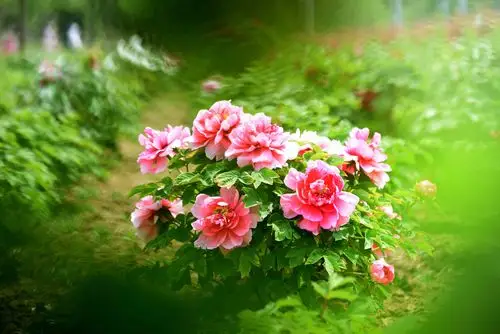 七绝-文艺之花四季开（外一首）诗◑王政（图15）