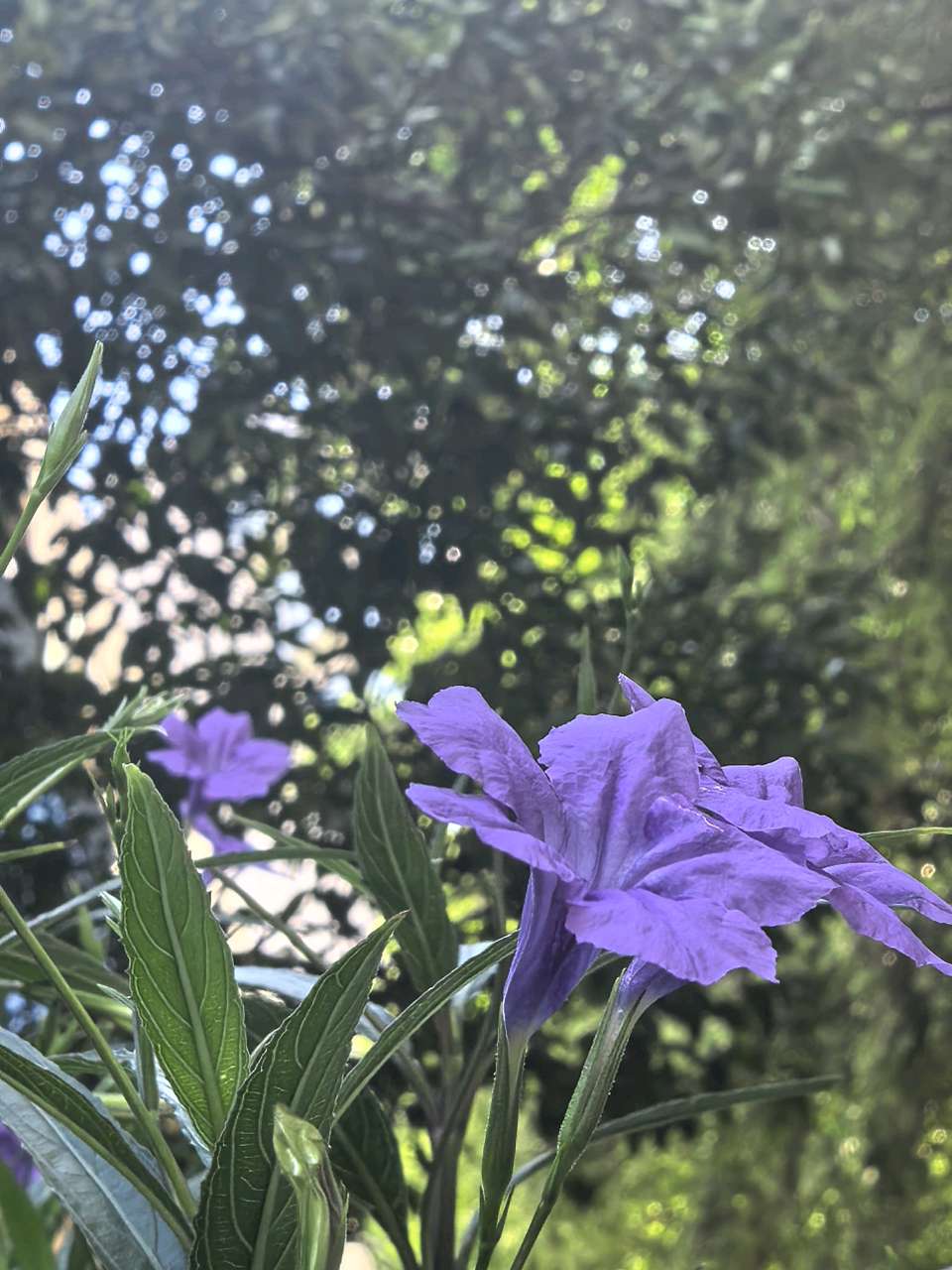 「散文」秋天的翠芦莉花（图8）