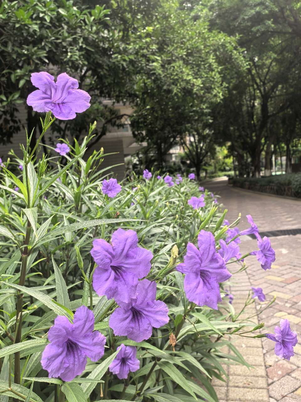 「散文」秋天的翠芦莉花(图10)