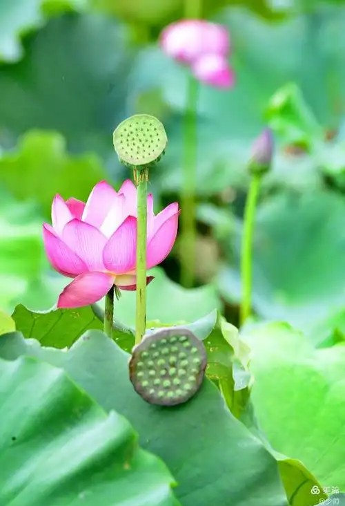【新山东文学社】《荷风雅韵消炎暑(十四首)》作者/江淮闲客 主播/天空(图7)