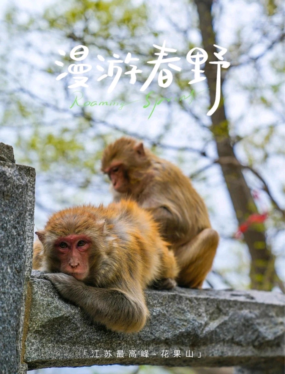 春游花果山～诗◑王国标（图11）