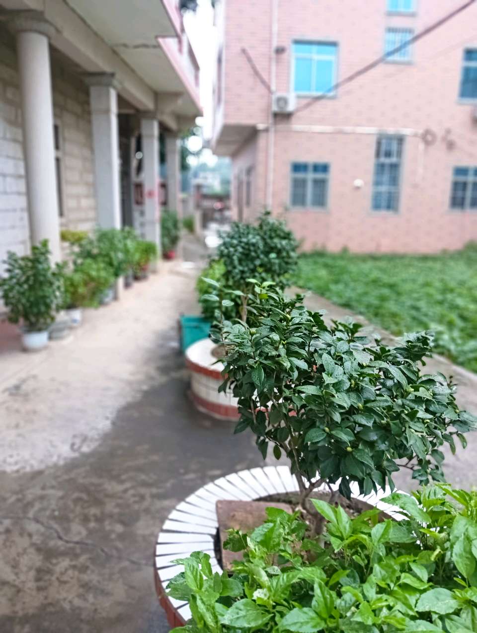 七律-雅院闲赏～诗◑雅轩琴韵（图26）