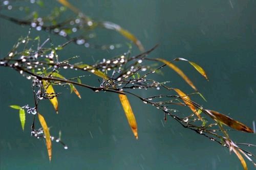 陕西诗人郭丽霞《秋雨》（图4）