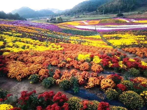 【荣群中国】五绝 秋叶文/南山翁（图6）