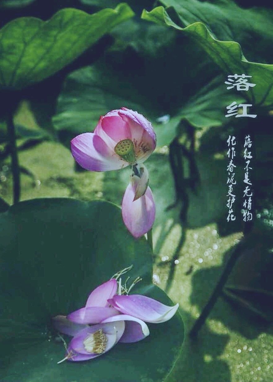 七律-落红～诗◑范甲增（图11）