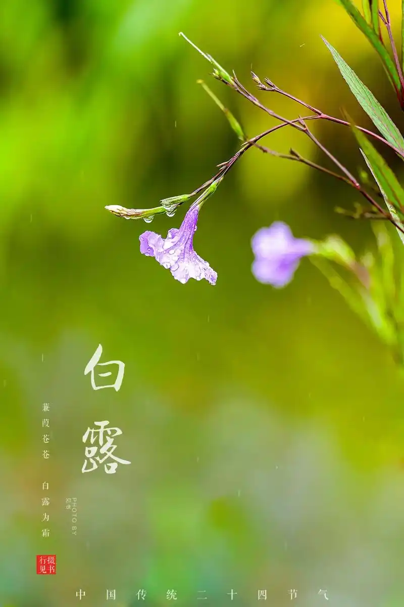 七律•白露吟句 作者:王省南（浙江杭州）（图2）
