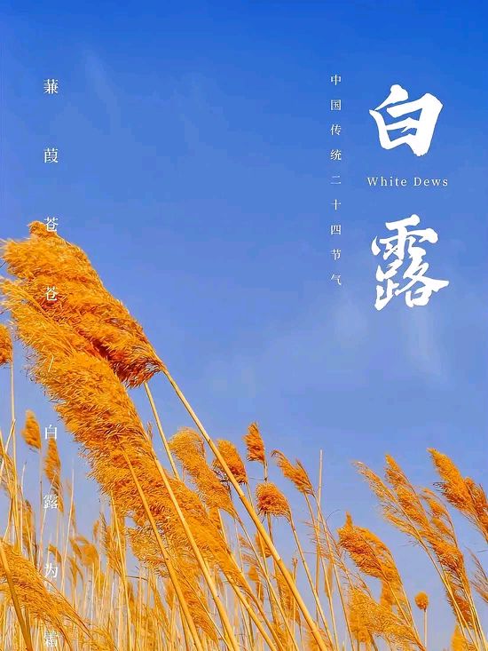 白露‖巴彦诗协【984】（图5）