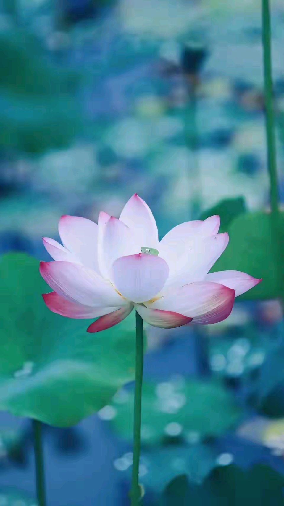 孙述考、李伟、王保江、张家琴、马静文六篇……莲叶之珠文学社(图8)