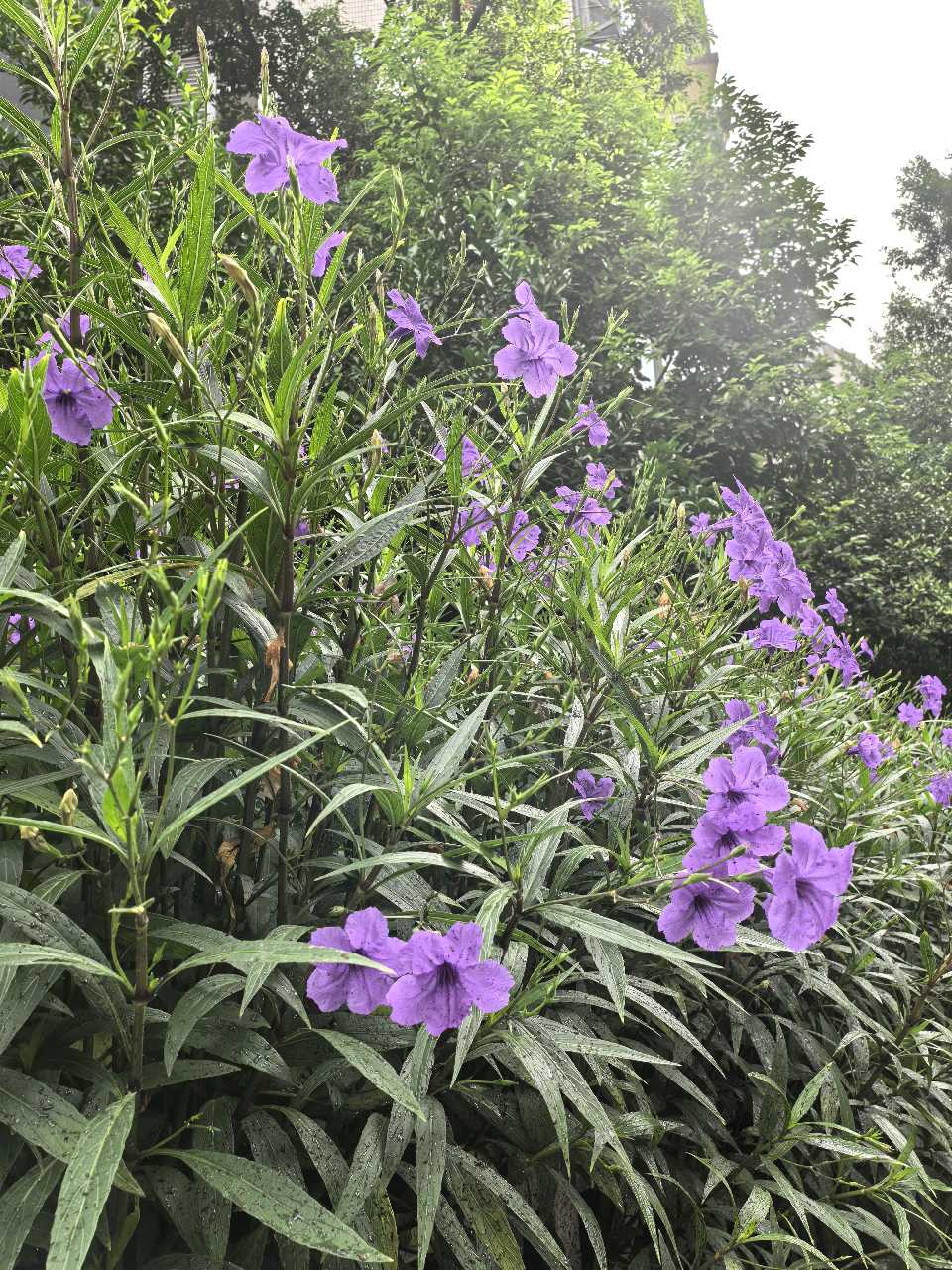 「散文」秋韵翠芦莉（图4）