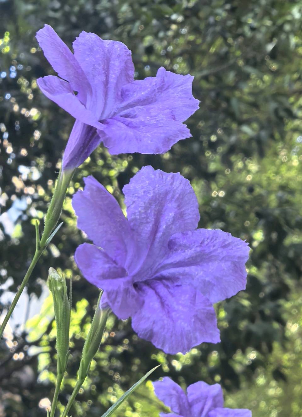 「散文」秋韵翠芦莉（图10）