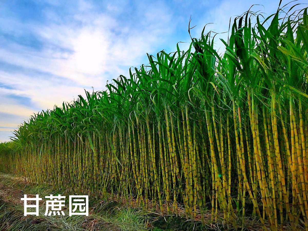 海南白沙神鳌岭风光～诗◑李耀文（图16）
