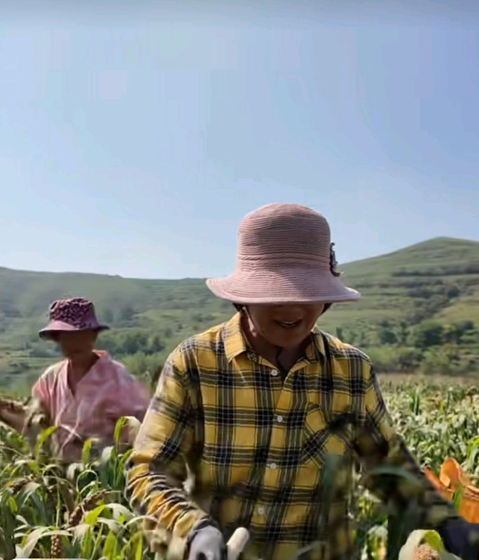 【荣耀中国】写绐农民丰收节一咏辉渠小米(古风)文/张瑞福（图5）