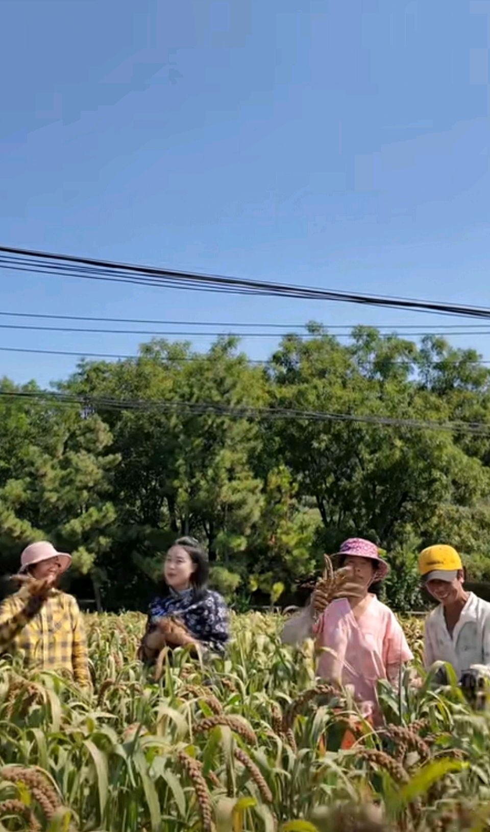 【荣耀中国】写绐农民丰收节一咏辉渠小米(古风)文/张瑞福（图6）
