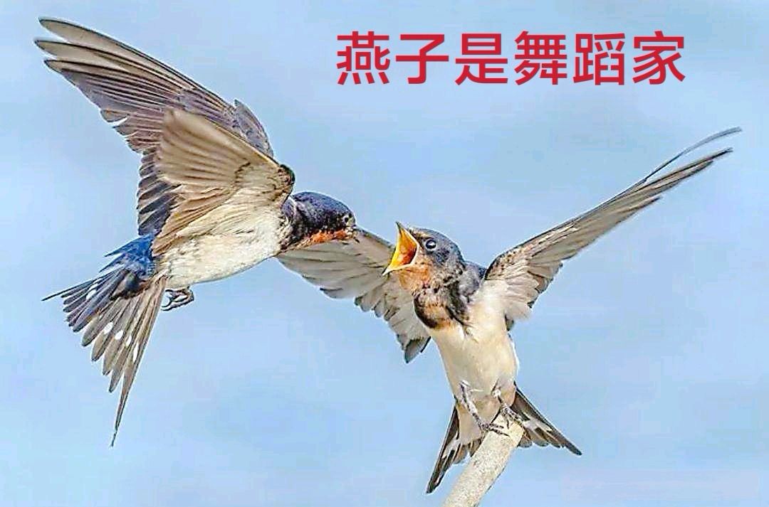 燕子颂～诗◑李耀文（图14）