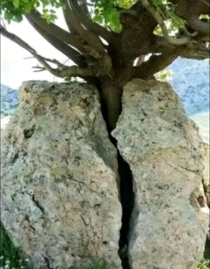 【七律·观枯木结碩果有感】文/隆光诚（图3）
