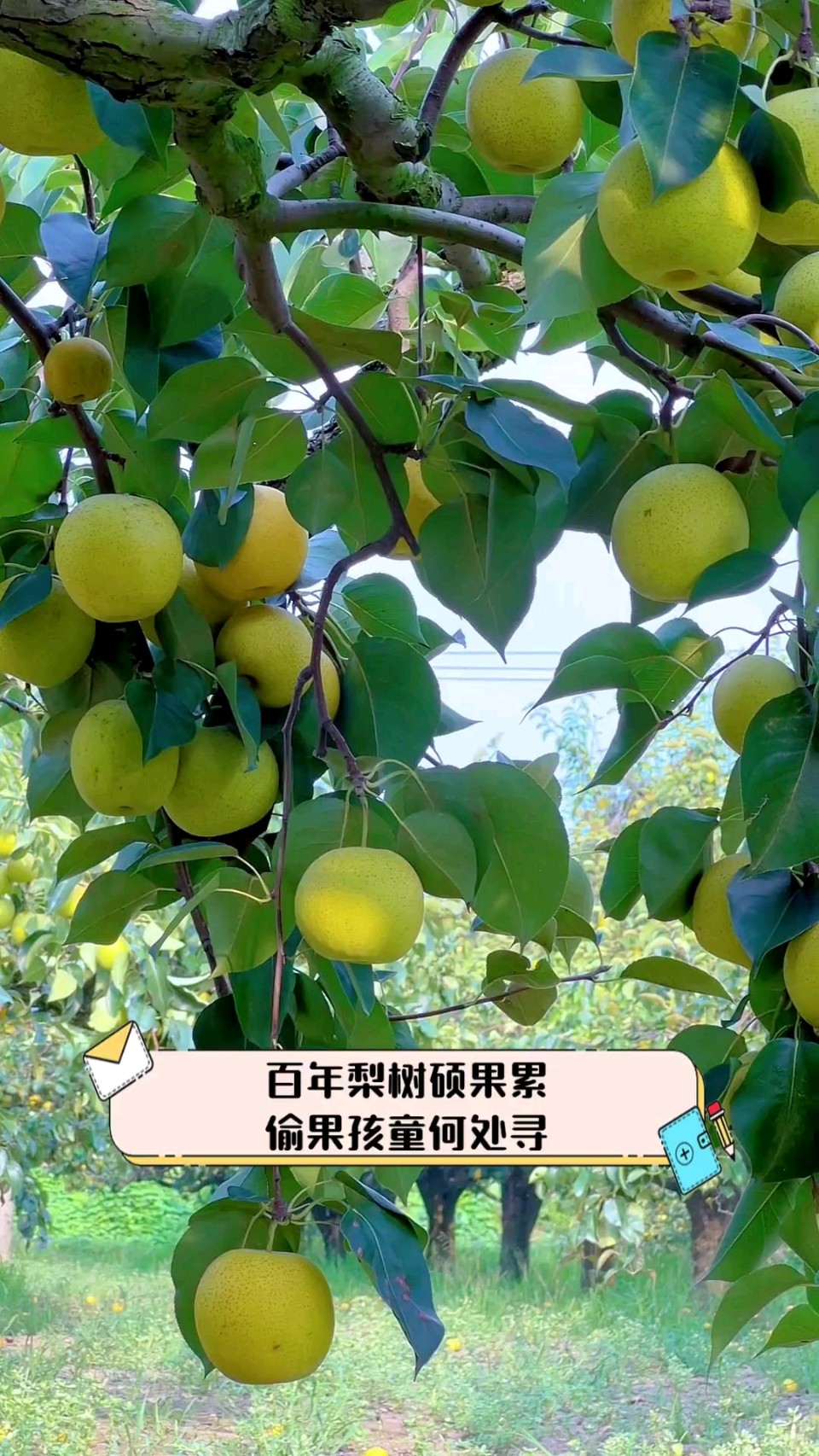 驻守在梨园的女神——致杜鹃姐～诗◑风清清（图15）