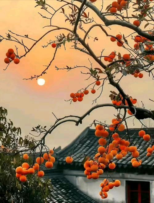 【荣耀中国】 万菊芳题图诗第59期（图6）