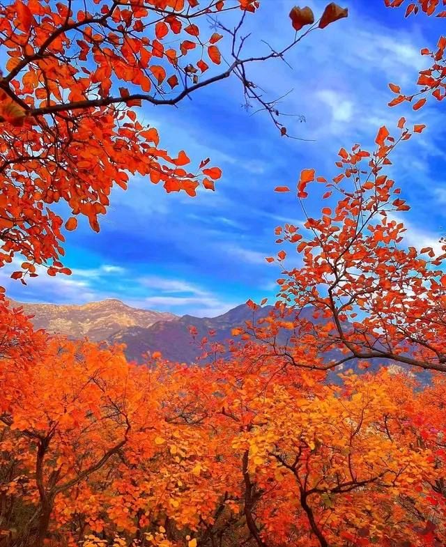 【荣耀中国】秋江晚景孙跃英 北京（图5）