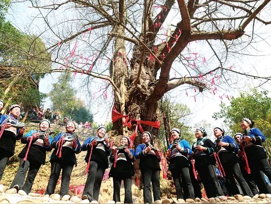 中国古树节题（文/晏斯林）……莲叶之珠文学社