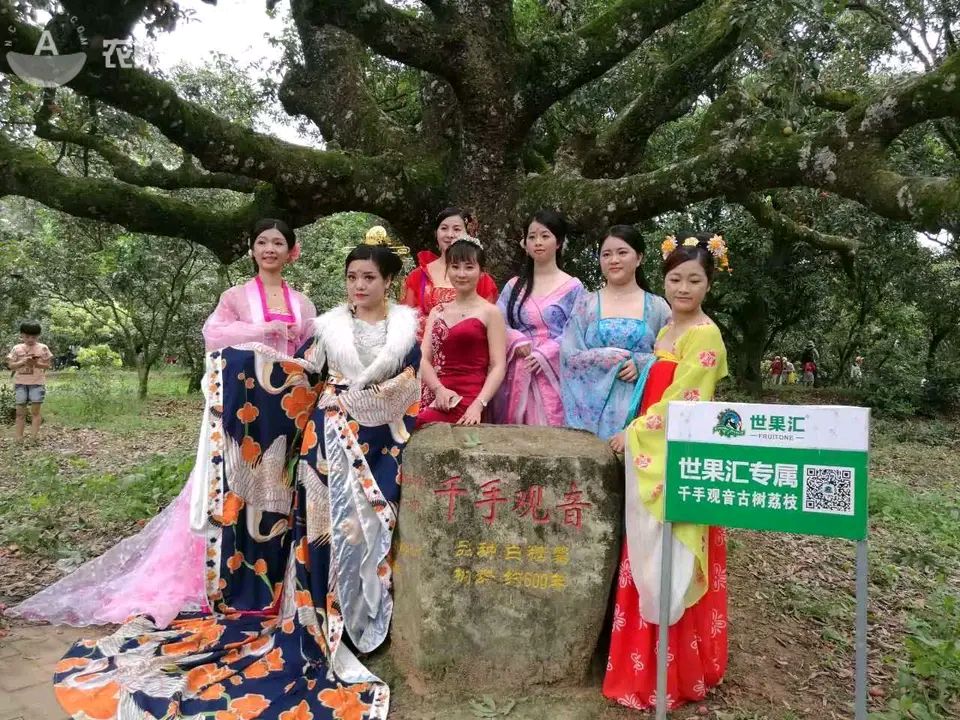 中国古树节题（文/晏斯林）……莲叶之珠文学社（图4）