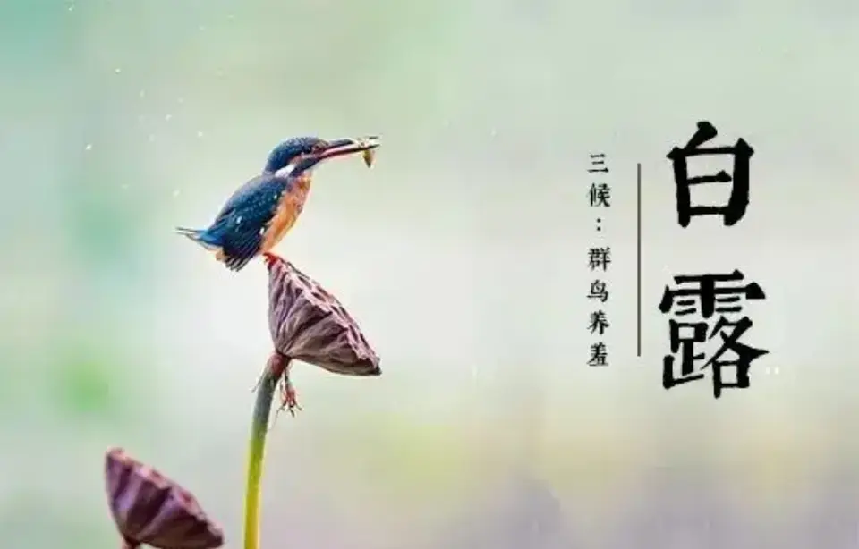 咏白露（文/王泓）……莲叶之珠文学社