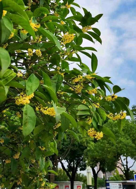 【荣耀中国】剪朝霞.秋之颂戴建中（江苏）（图3）