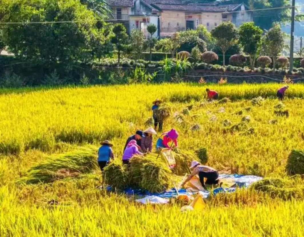 【荣耀中国】丰收节到了，一段快板书:庆丰收作者:张瑞福（图3）