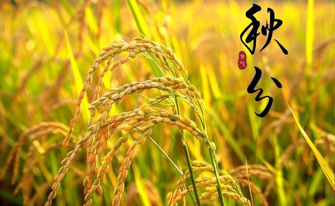 【散文】《秋分令: 天地清和时》作者:强军/陕西宝鸡（图3）