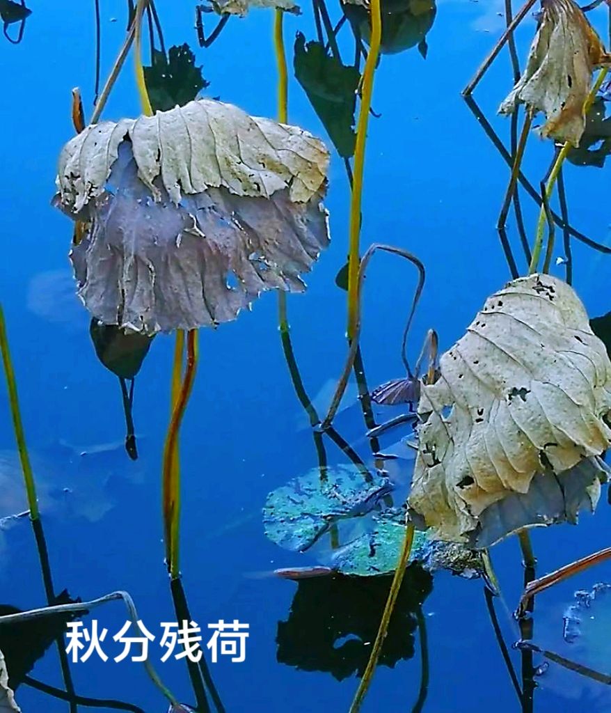 秋分～诗◑李耀文（图17）