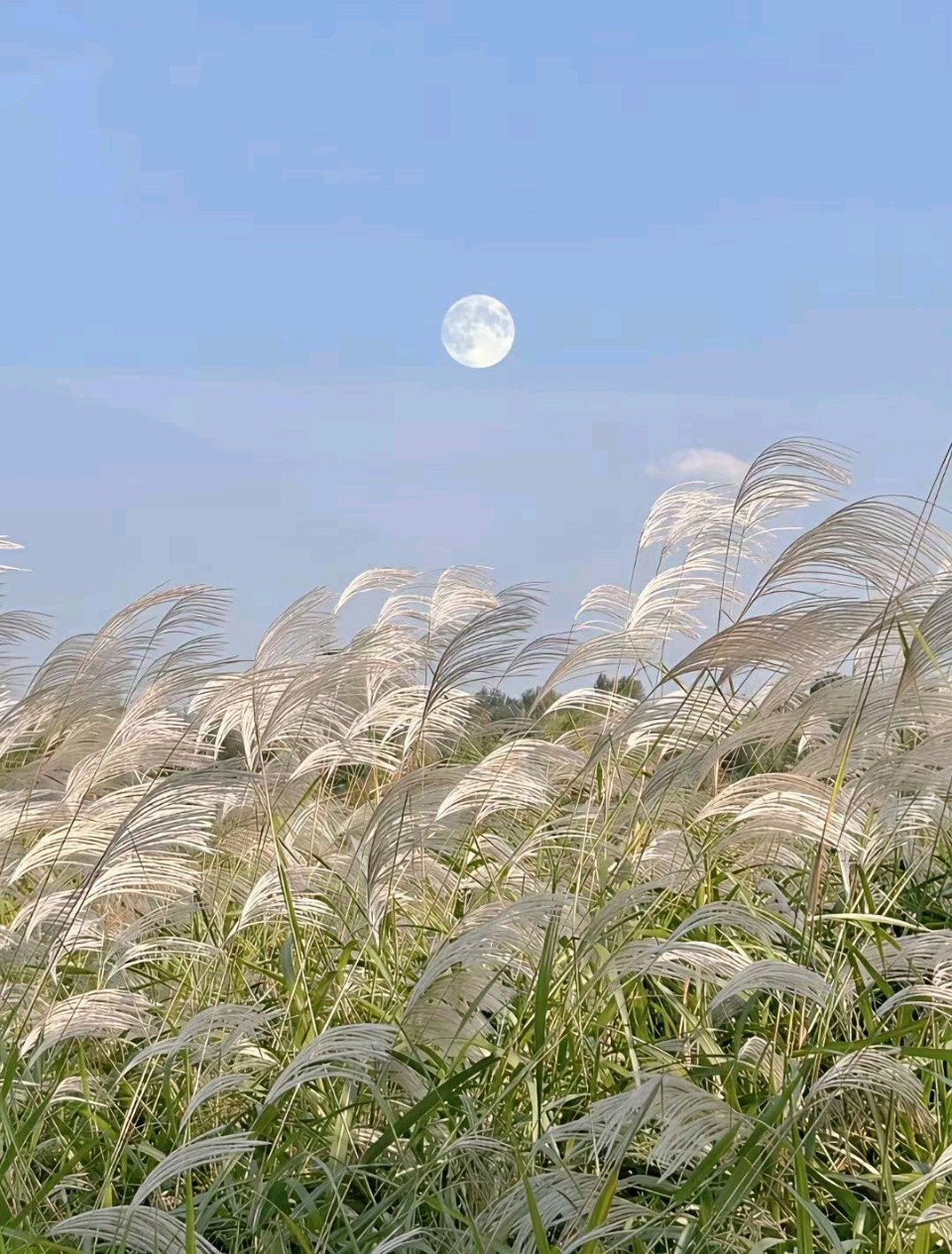 聆听 ‖ 琦琦赵朗诵《感悟》作者/许文君（图6）