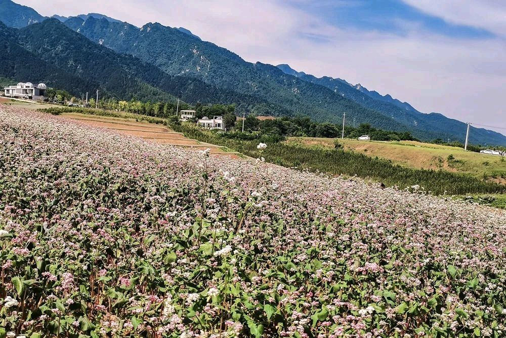 赵旭东（長民）//《荞麦岭秋事：与一场迟到的花海相约》（图5）