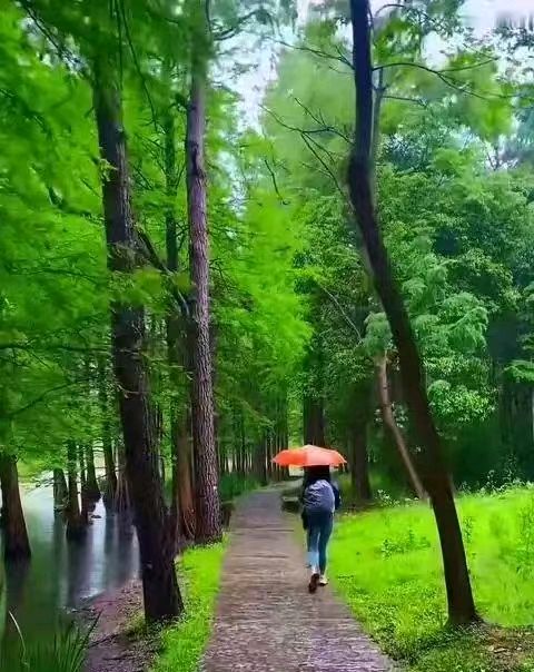 聂冬丽的《七律*连阴雨》