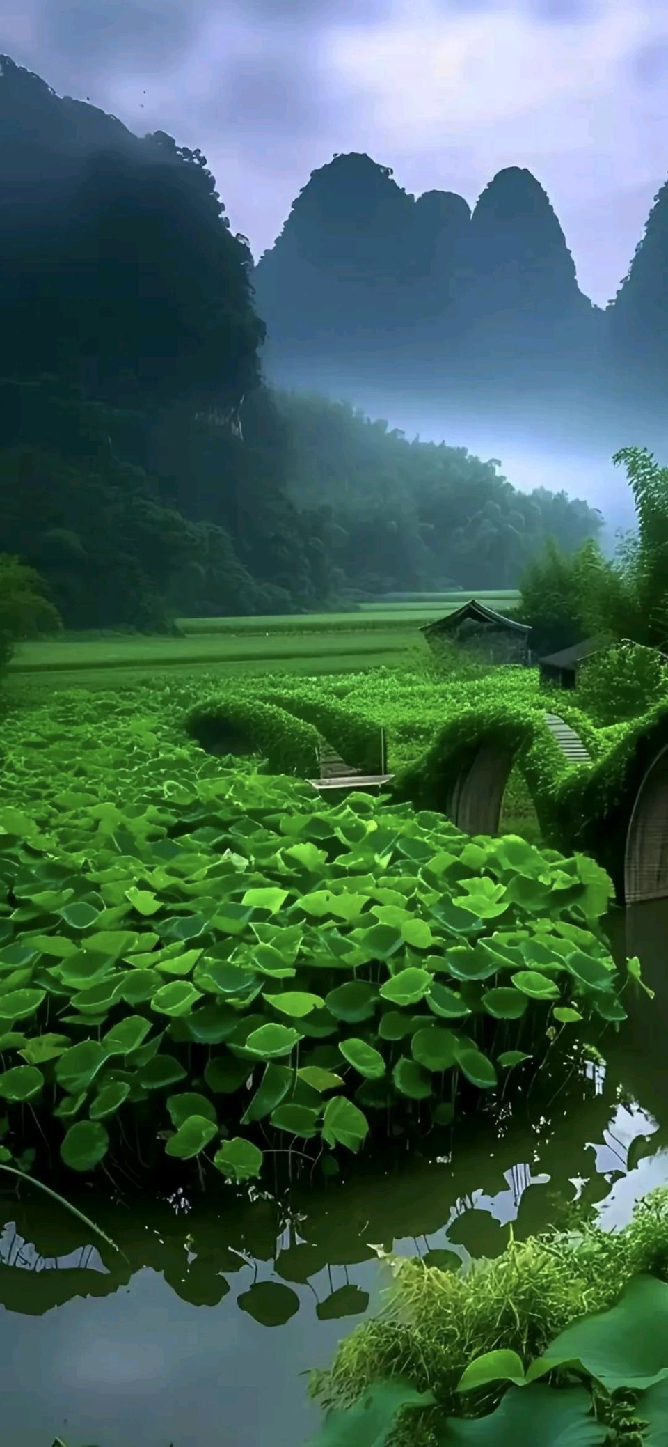回敬好友杨少伦《夙愿》作者：楚江居士/何霖生 七律 （新韵八寒） 主播：王秀萍（图2）