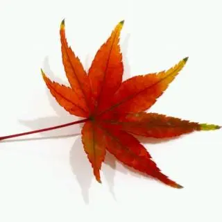 刘淑芹:小随笔/中华诗艺社黑龙江分社【2025第213期】（图6）